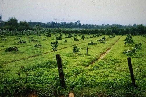 Đi tù vì chặt hạ 20 cây bưởi và 2 cây nhãn của anh họ