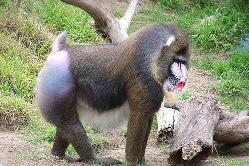 Những điều kỳ lạ về loài khỉ mặt chó