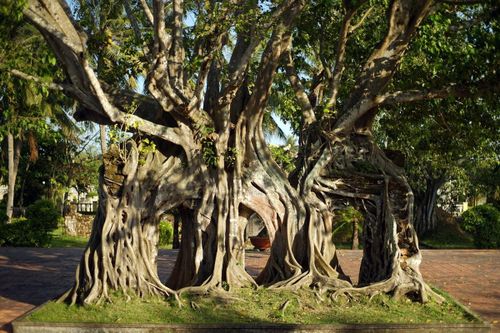 Chiêm ngưỡng Cây di sản Việt Nam 200 tuổi