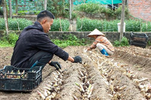 Hối hả 'xuống giống' vụ hoa Tết