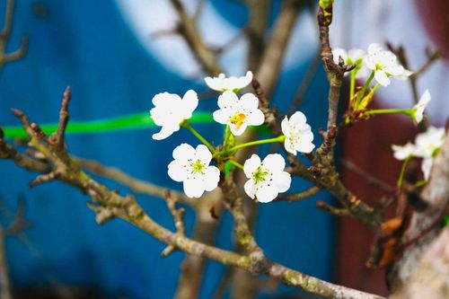 Chưa đến Tết, người Hà Nội đã nô nức chơi hoa lê rừng
