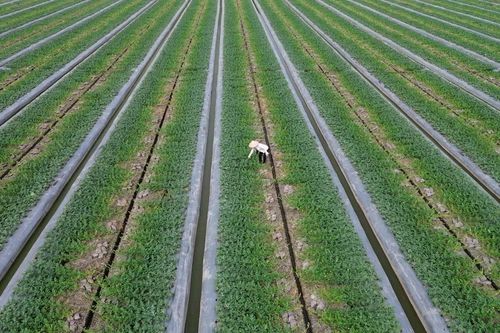 Long An: Nông dân tất bật xuống giống dưa hấu để phục vụ thị trường tết