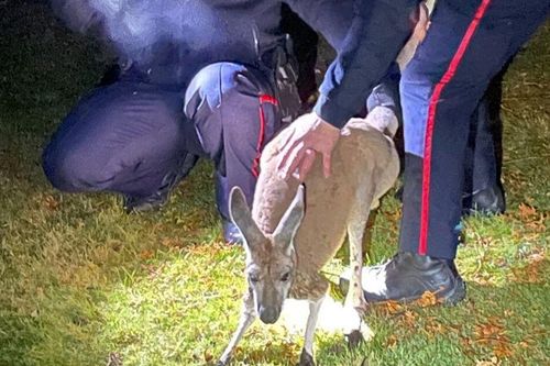 Chuột túi đấm vào mặt cảnh sát Canada