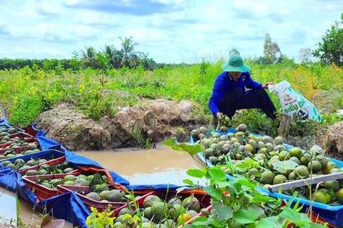 Cam sành rớt giá, nông dân lỗ nặng