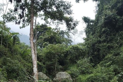 Khu Bảo tồn Sao La: Ứng dụng công nghệ vào bảo vệ động vật hoang dã