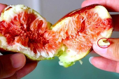Loại quả mọc đầy bờ ao, người Việt còn thờ ơ, không ngờ có nơi bán 2 triệu đồng/kg