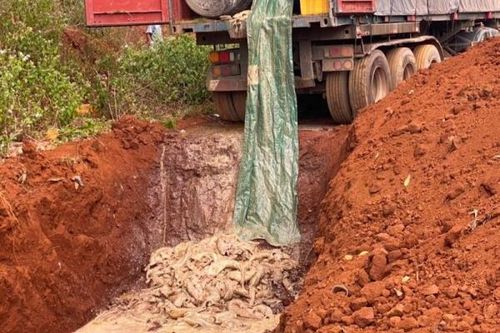 Gia Lai: Tổ chức tiêu hủy 5,5 tấn cá tầm nhập lậu