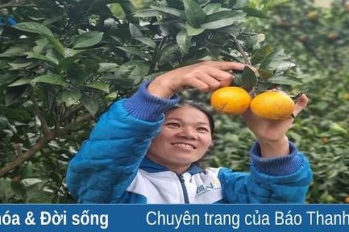 Mùa vàng ở bản Son