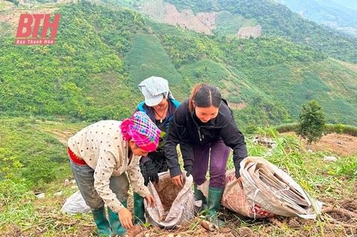 Mùa thu hoạch sắn ở Mường Lát