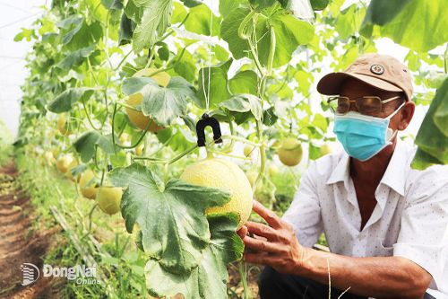 Đột phá trong đầu tư nông nghiệp công nghệ cao