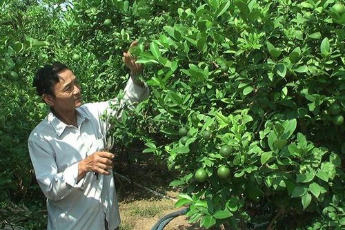 Giá chanh không hạt tăng