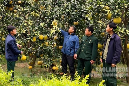 Cựu chiến binh Lạng Sơn: gương mẫu cống hiến giữa thời bình