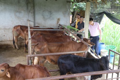 4,73 tỉ đồng cho công tác phòng chống dịch bệnh động vật