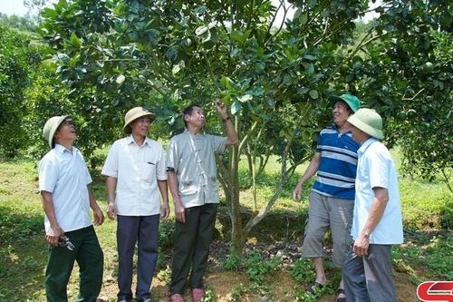 Phong trào thi đua lao động, sản xuất ở Phù Yên