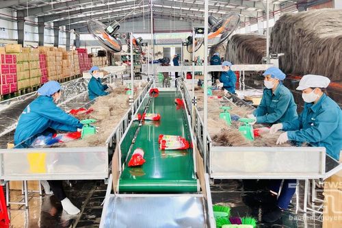 Quỹ hỗ trợ phát triển HTX: Chuyển đổi mô hình để nâng cao hiệu quả