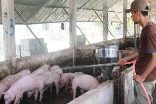 Phòng dịch bảo vệ đàn gia súc, gia cầm