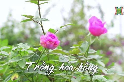 Hoa hồng Mê Linh hối hả vào vụ Tết | Nhịp sống Hà Nội | 06/12/2023