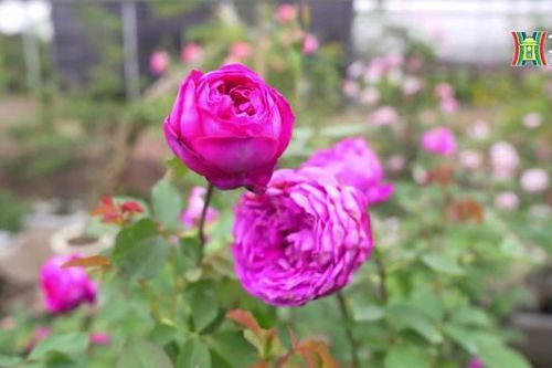 Người dân Mê Linh chuẩn bị hoa hồng cho vụ Tết