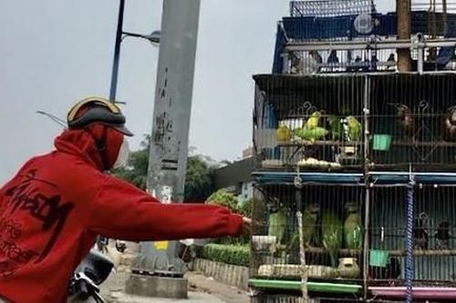 Chim rừng 'khóc' giữa phố!