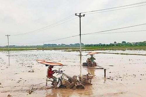 Những cánh đồng 'không dấu chân'