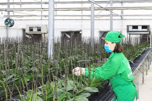 Thanh Oai xây dựng nông nghiệp xanh