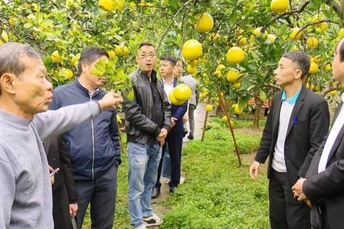 Xúc tiến thương mại, kết nối tiêu thụ bưởi cho huyện Chương Mỹ