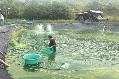 Xây dựng chỉ dẫn địa lý cho sản phẩm cá chình bông Phú Yên