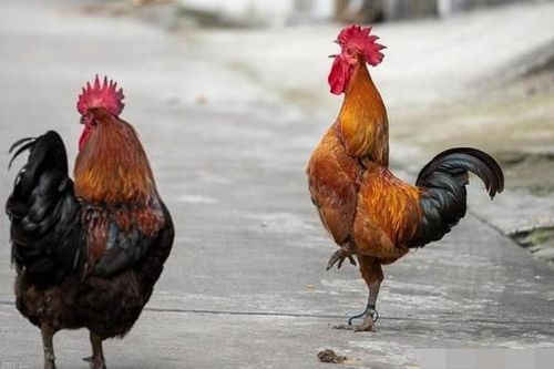 Người xưa đúc kết: 'Trong nhà có năm vật kêu, tai họa ập đến', vì sao?