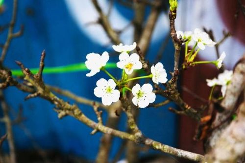 Người dân Hà Nội rục rịch xuống đường sắm hoa lê rừng chơi Tết