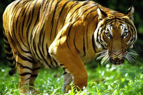 Hổ tấn công khiến 3 người thiệt mạng ở Indonesia