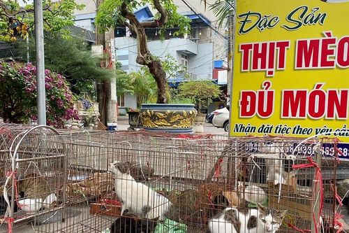 Đóng cửa cơ sở giết mổ, giải cứu 20 cá thể mèo tại Thái Nguyên