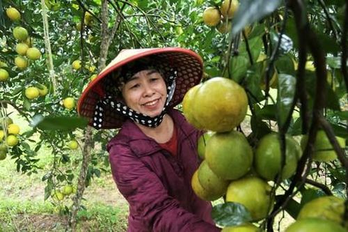 Chiêm ngưỡng vườn cam tiền tỷ sắp vào vụ Tết