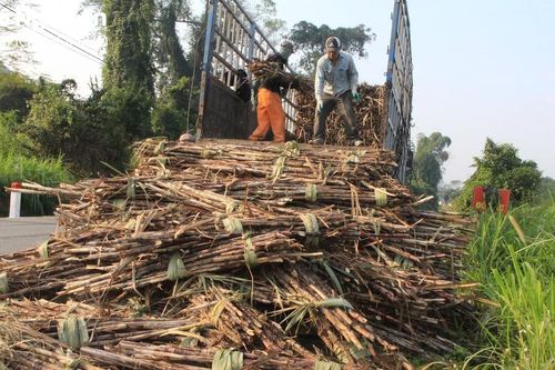 Công ty TNHH Mía đường Nghệ An (NASU) thu mua mía với giá 1,17 triệu đồng/tấn