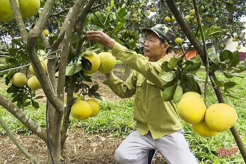 Cựu chiến binh xung kích trên 'mặt trận' phát triển kinh tế