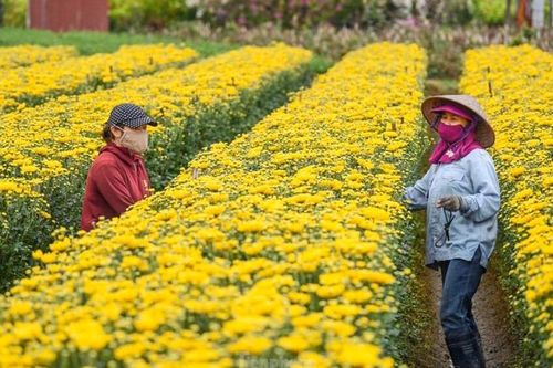 Người trồng hoa cây cảnh hối hả vào vụ Tết