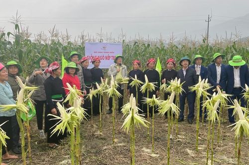 Đánh giá mô hình sản xuất giống ngô TBM 18 vụ đông tại xã Võ Lao