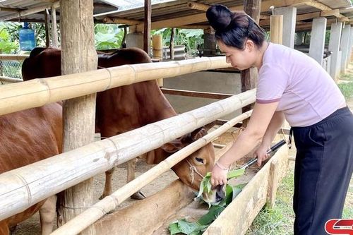 Chủ động bảo vệ đàn vật nuôi trong mùa đông