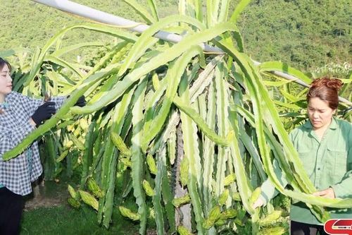 Thuận Châu quan tâm công tác phụ nữ trong thời kỳ mới