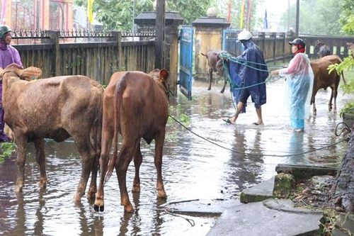 Trao sinh kế, phát triển mô hình giảm nghèo hơn 290 triệu đồng