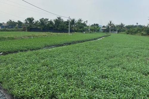 Thành phố Hồ Chí Minh: Số phận công viên 150ha ở quận 12 ra sao