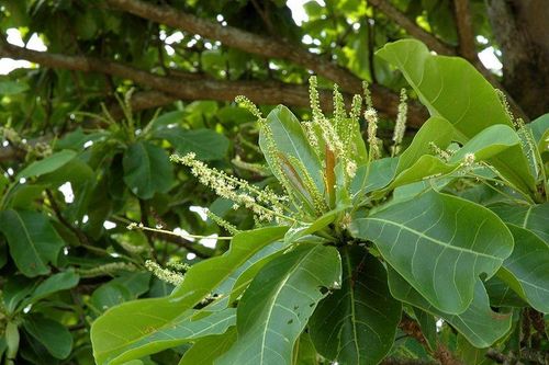 Dưới tán bàng xanh mát