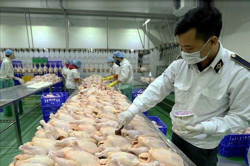 Hà Nội đẩy mạnh quản lý giết mổ động vật