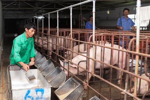 Ngành Nông nghiệp Hà Nội: Khai thác lợi thế, tạo sức bật tăng trưởng
