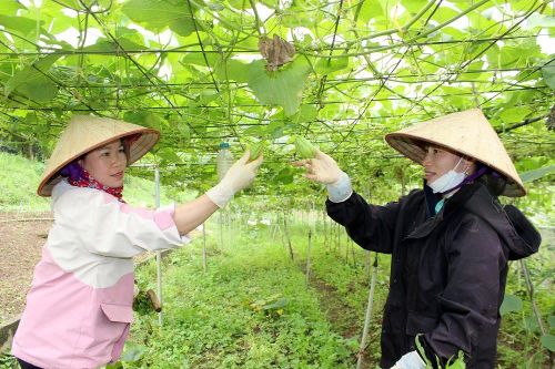 Hà Nội duy trì và mở rộng sản xuất rau hữu cơ