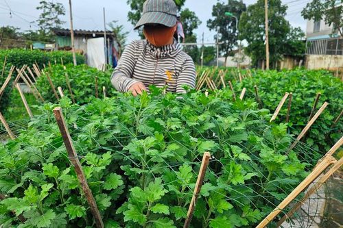 Tất bật vào vụ hoa Tết