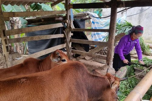 Tuyên Quang: Tạo sinh kế cho người nghèo dân tộc Mông thông qua hỗ trợ bò sinh sản