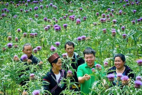 Sapa - Lào Cai: Tái cơ cấu nông nghiệp, trồng cây ăn quả và dược liệu