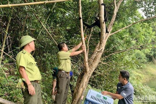 Bảo tồn đa dạng sinh học Vườn quốc gia Tà Đùng
