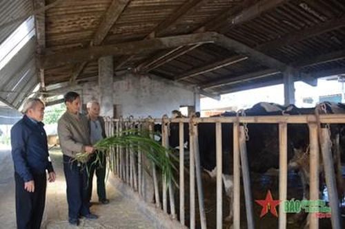 Thắm tình Việt Nam-Cuba-Bài 2: Những ngày ăn, thức cùng bò ở Mộc Châu