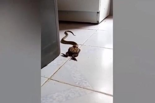 Chuẩn bị ăn cơm, hai cha con tái mặt thấy 'quái vật' trong bếp
